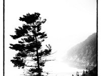 One from a series of a windy , foggy, cloudy, day along the Fundy Trail Parkway , Bay of Fundy.